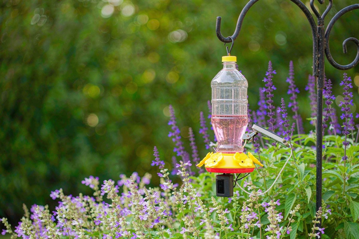 A clear Birdfy hummingbird feeder with a camera module and solar panel hanging among flowering salvia